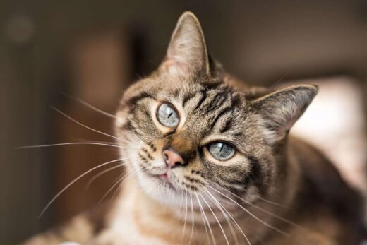 Chats
