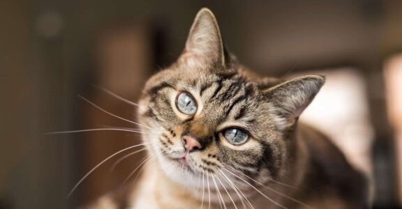 Chats
