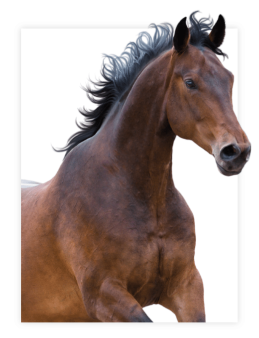 Chevaux