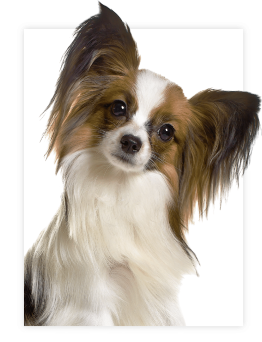 Chiens