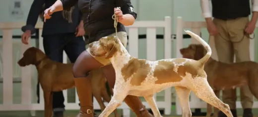 Concours&#x20;International&#x20;Canin&#x20;CACIB&#x20;&#x00E0;&#x20;Baudinard