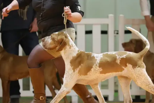 Concours International Canin CACIB à Baudinard