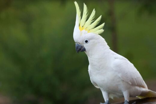 Oiseaux