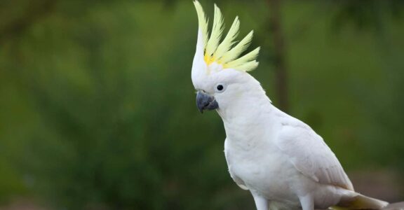 Oiseaux