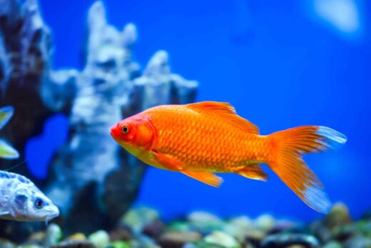 Poissons