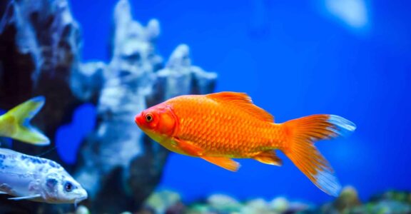 Poissons