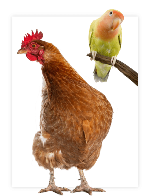 Oiseaux / Basse-cour