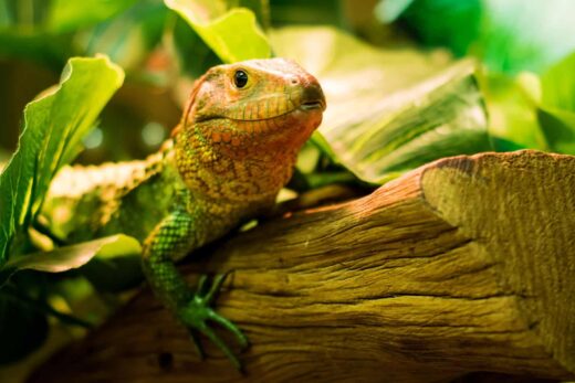 Reptiles