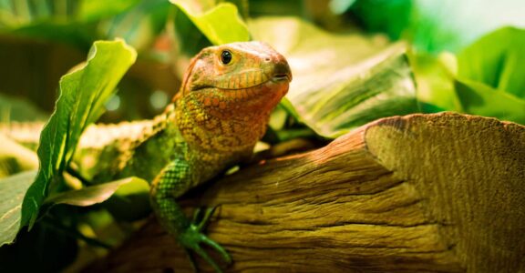 Reptiles