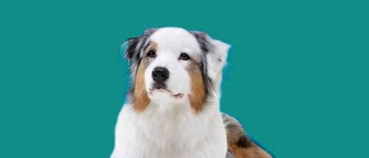 1er Salon des Animaux de Compagnie et Leur Bien-Être à Nîmes
