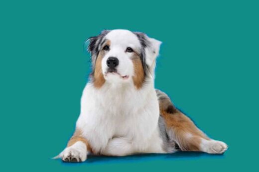 1er Salon des Animaux de Compagnie et Leur Bien-Être à Nîmes